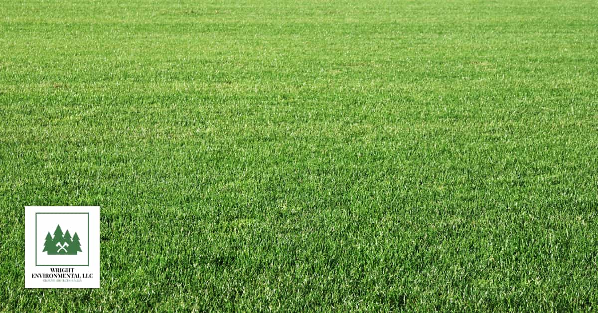 Can Grass Grow Under Protective Ground Matting?